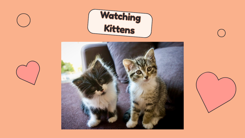watching-kittens